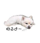 愛犬むさしさん2（個別スタンプ：2）
