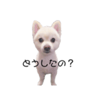愛犬むさしさん2（個別スタンプ：4）