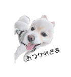 愛犬むさしさん2（個別スタンプ：5）