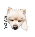 愛犬むさしさん2（個別スタンプ：6）