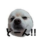 愛犬むさしさん2（個別スタンプ：7）