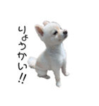 愛犬むさしさん2（個別スタンプ：8）