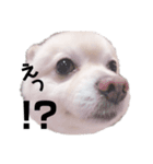 愛犬むさしさん2（個別スタンプ：9）