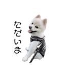 愛犬むさしさん2（個別スタンプ：10）