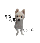 愛犬むさしさん2（個別スタンプ：11）