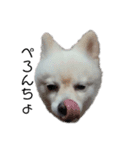 愛犬むさしさん2（個別スタンプ：12）