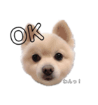 愛犬むさしさん2（個別スタンプ：13）