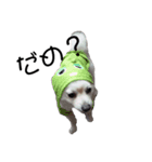 愛犬むさしさん2（個別スタンプ：16）