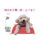 あずき❤︎夏のご挨拶（個別スタンプ：4）