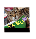 ぴのとE3⑤（個別スタンプ：6）