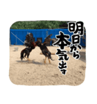 弘来軍鶏スタンプ VER.1（個別スタンプ：7）
