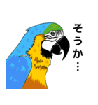 カラフルコンゴウインコ（個別スタンプ：1）