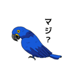 カラフルコンゴウインコ（個別スタンプ：2）