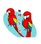 カラフルコンゴウインコ（個別スタンプ：8）