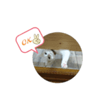 M家Family2（個別スタンプ：15）