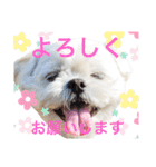 うちのマルペキ3（個別スタンプ：7）