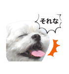 うちのマルペキ3（個別スタンプ：8）