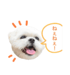 うちのマルペキ3（個別スタンプ：9）