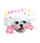 うちのマルペキ3（個別スタンプ：11）