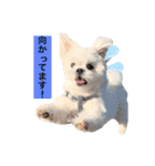 うちのマルペキ3（個別スタンプ：12）