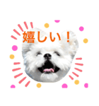 うちのマルペキ3（個別スタンプ：13）