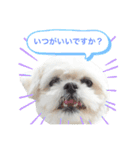 うちのマルペキ3（個別スタンプ：19）
