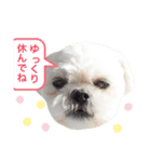 うちのマルペキ3（個別スタンプ：20）