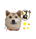 柴犬ひなちゃんラインスタンプ（個別スタンプ：4）