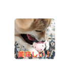 柴犬ひなちゃんラインスタンプ（個別スタンプ：13）