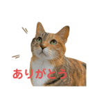 たびちゃんスタンプ④（個別スタンプ：1）