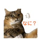 たびちゃんスタンプ④（個別スタンプ：2）