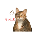 たびちゃんスタンプ④（個別スタンプ：4）