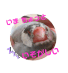 毎日使える？！文鳥実写スタンプ☁*°（個別スタンプ：1）