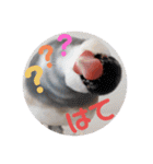 毎日使える？！文鳥実写スタンプ☁*°（個別スタンプ：2）