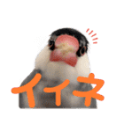 毎日使える？！文鳥実写スタンプ☁*°（個別スタンプ：6）
