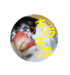 毎日使える？！文鳥実写スタンプ☁*°（個別スタンプ：7）