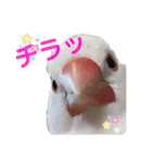 毎日使える？！文鳥実写スタンプ☁*°（個別スタンプ：8）