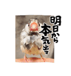 毎日使える？！文鳥実写スタンプ☁*°（個別スタンプ：9）