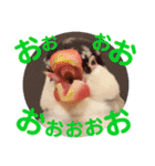 毎日使える？！文鳥実写スタンプ☁*°（個別スタンプ：10）