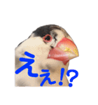 毎日使える？！文鳥実写スタンプ☁*°（個別スタンプ：11）
