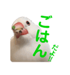 毎日使える？！文鳥実写スタンプ☁*°（個別スタンプ：12）