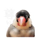 毎日使える？！文鳥実写スタンプ☁*°（個別スタンプ：14）