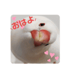 毎日使える？！文鳥実写スタンプ☁*°（個別スタンプ：16）