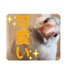 毎日使える？！文鳥実写スタンプ☁*°（個別スタンプ：17）