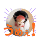毎日使える？！文鳥実写スタンプ☁*°（個別スタンプ：18）