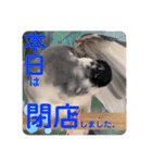 毎日使える？！文鳥実写スタンプ☁*°（個別スタンプ：19）