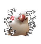 毎日使える？！文鳥実写スタンプ☁*°（個別スタンプ：20）