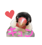 毎日使える？！文鳥実写スタンプ☁*°（個別スタンプ：22）