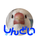 毎日使える？！文鳥実写スタンプ☁*°（個別スタンプ：24）