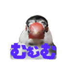 毎日使える？！文鳥実写スタンプ☁*°（個別スタンプ：27）